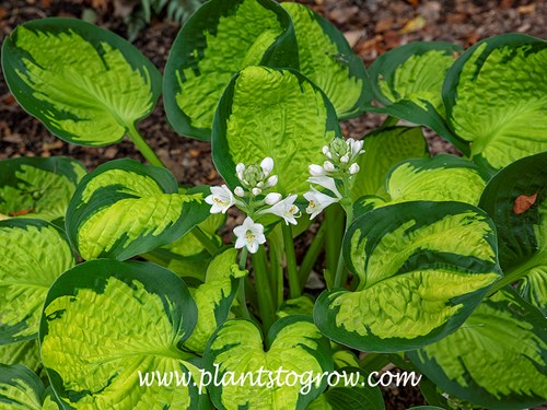 Hosta Rainforest Sunrise
(July 28)